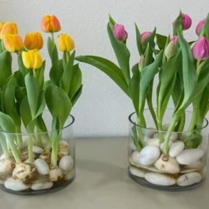 Large 8" Diameter Glass Cylinder Vase